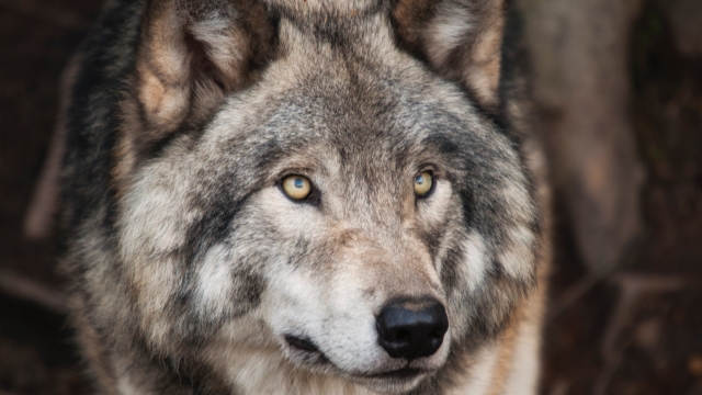 loup-garou loup-garou